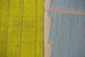 Plants and Flowers Collection: Agriculture in yellow and blue 24597_049