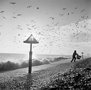 Animals: Birds Collection: Aldeburgh Beach a082551