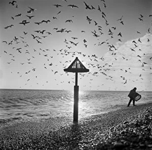 Bird Collection: Aldeburgh Beach, Suffolk a082550