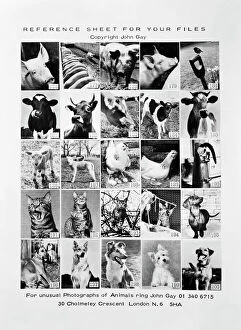 Live Stock Collection: Animal montage a088041