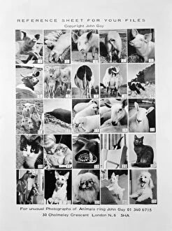 Images Dated 20th September 2011: Animal montage a093111