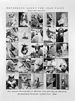 Live Stock Collection: Animal montage a093117