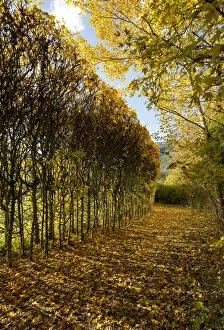 English Gardens Collection: Autumn hedges DP247342