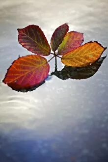 Seasons: Autumn Collection: Autumn leaves N090375
