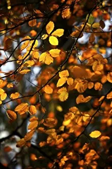 Seasons: Autumn Collection: Autumn leaves N090378