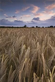 Arable Collection: Barley at dusk N071213