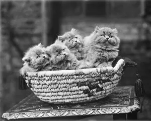 Animals: Cats Collection: Basket of kittens WSA01_01_18931