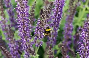 Eltham Palace gardens Collection: Bee on a sage flower M010515