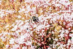 Conservation Collection: Bee on sedum DP175821