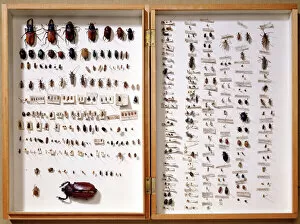 Darwin Collection: Beetle display case J970134