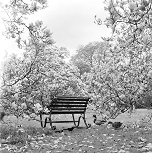Water Fowl Collection: Bench, Kew Gardens a064198