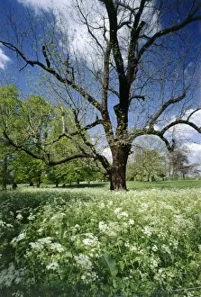 Marble Hill House Collection: Black Walnut tree and Cow Parsley K991609