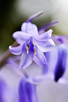 Purple Collection: Bluebells N071194