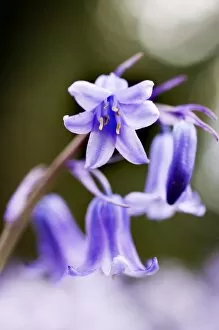 Purple Collection: Bluebells N071195