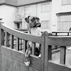 Gate Collection: Boxer dog a076293