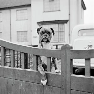 Animals: Dogs Collection: Boxer dog a076294