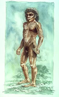 Prehistory Illustrations Collection: Boxgrove Man J940257