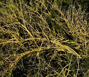 Yellow Collection: Branches covered in lichen DP069015