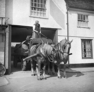 Horse Collection: Brewers dray, Ipswich a98_12167