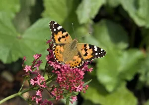 Images Dated 20th April 2022: Butterfly DP088085