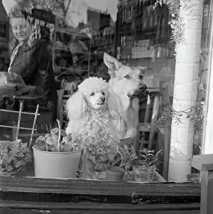 Cafe Window. AA071614