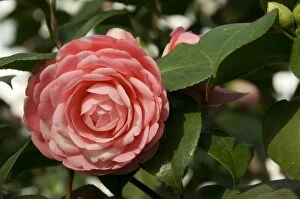 Plants and Flowers Collection: Camelia flower N080095