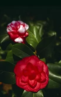 Foliage Collection: Camellias in bloom M980809