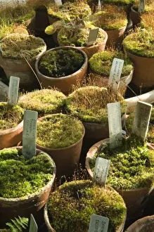 Carnivorous plant species, Darwins greenhouse N080406