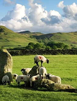 Sheep Collection: Castlerigg Stone Circle N071052