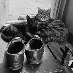 Images Dated 28th January 2016: Cats slippers a083181
