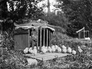 Agriculture Collection: Chicken and chicks MCF01_02_1533