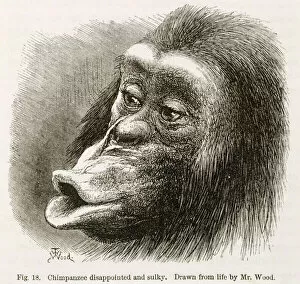 Images Dated 28th August 2008: Chimpanzee. Illustration from Expression of Emotions... by Darwin K970320