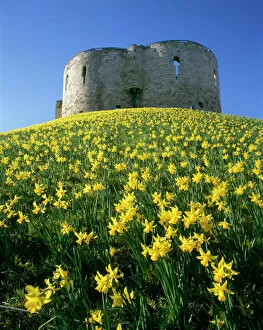 Yellow Collection: Cliffords Tower K980218