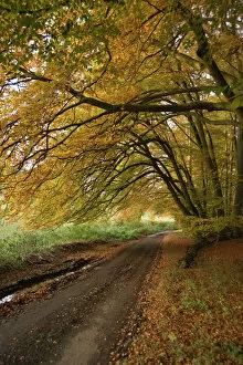 Seasons: Autumn Collection: Country lane N080937