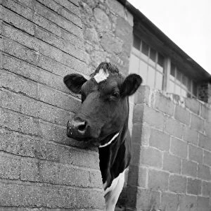 Images Dated 20th September 2011: Cow a092274