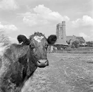 Images Dated 12th November 2007: Cow and church a074302
