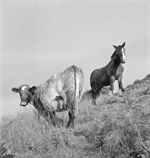 Animals: Horses Collection: Cow and horse a079533
