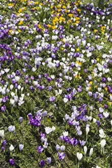 Plants and Flowers Collection: Crocuses DP074707