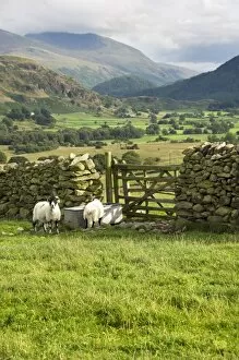 Sheep Collection: Cumbrian Fells N060252