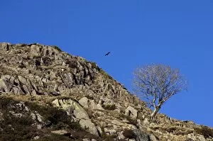 Bird Collection: Cumbrian landscape N080905