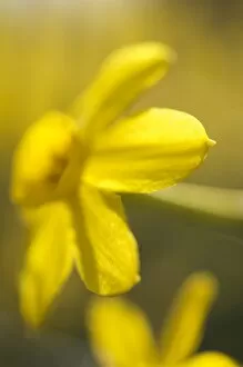 Yellow Collection: Daffodils N071153