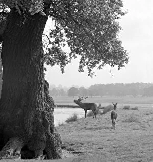 Images Dated 8th April 2008: Deer in Richmond Park a064115