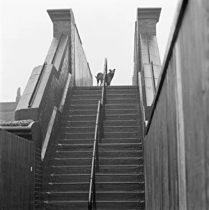 Animals: Dogs Collection: Dog standing at the top of railway footbridge a071511