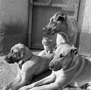 Animal Collection: Dogs and cat a087369