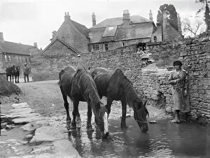 Animals: Horses Collection: Drinking at the ford MCF01_02_0760
