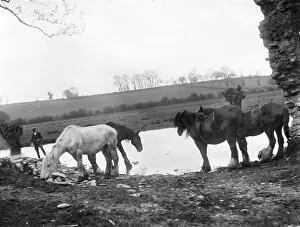 Animals: Horses Collection: Drinking at the ford MCF01_02_0764