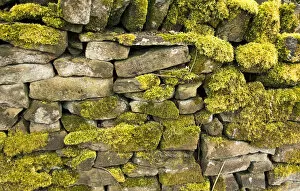 Spirit of the North Collection: Dry stone wall DP005708