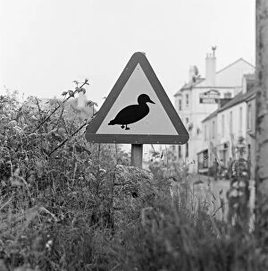 Signage Collection: Duck Crossing a087228