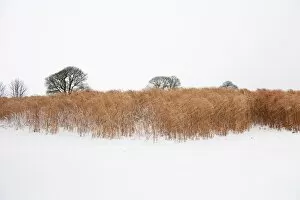 Arable Collection: Elephant grass in snow N100016
