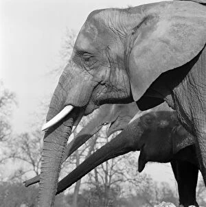 Elephants in England Collection: Elephants a098698